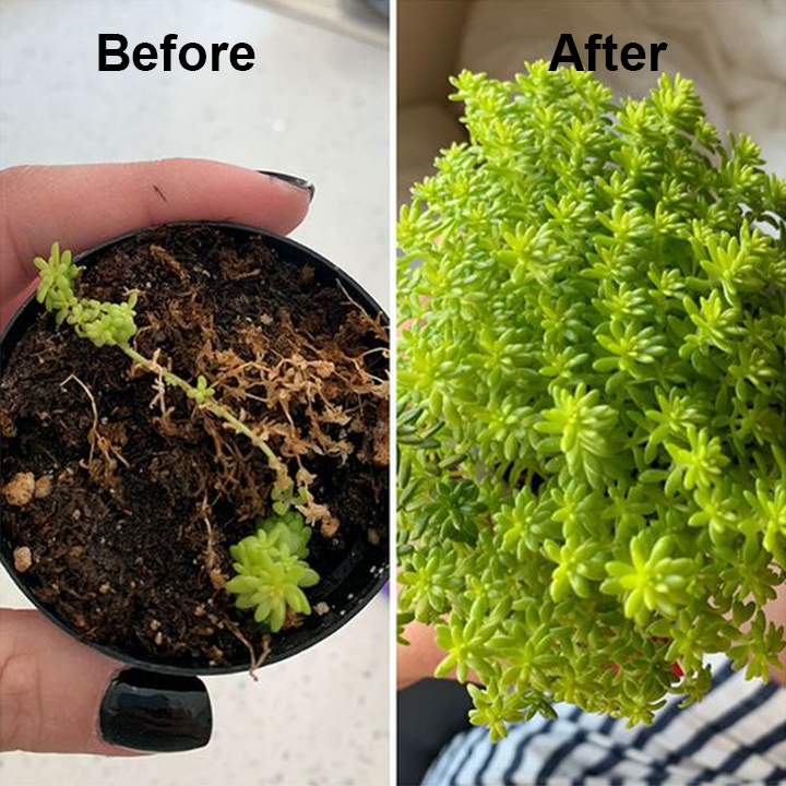 Coolord™ Phytovitamin Solution